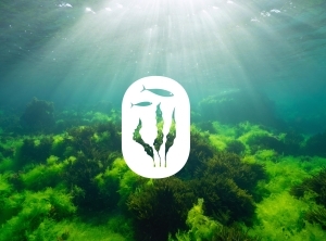 OPALGUE